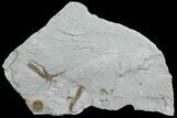 Ediacaran Aged Fossil Worms (Sabellidites) - Estonia #73516-1